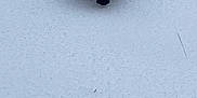 Mista is registered to the contest to win money with this photo: adorable, animal, cold, cute, dog, frozen, fur, landscape, mammal, nature, outdoor, pet, playful, puppy, small, snow, walking, white, winter, young