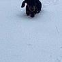puppy, dog, snow, outdoor, winter, animal, cute, pet, small, walking, cold, nature, young, fur, mammal, adorable, playful, landscape, white, frozen