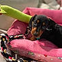 puppy, dog_bed, toy, rope_toy, plush_toy, black_dog, tan_markings, pet, indoor, cozy, cute, looking_at_camera, fabric, pink, green, soft, playful, animal, young_dog, resting