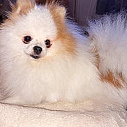 Belle participe au concours pour gagner de l'argent avec cette photo : dog, pomeranian, fluffy, white_fur, small_dog, puppy, pet, animal, portrait, sitting, blanket, indoors, couch, tail, ears, eyes, nose, cute, long_hair, home