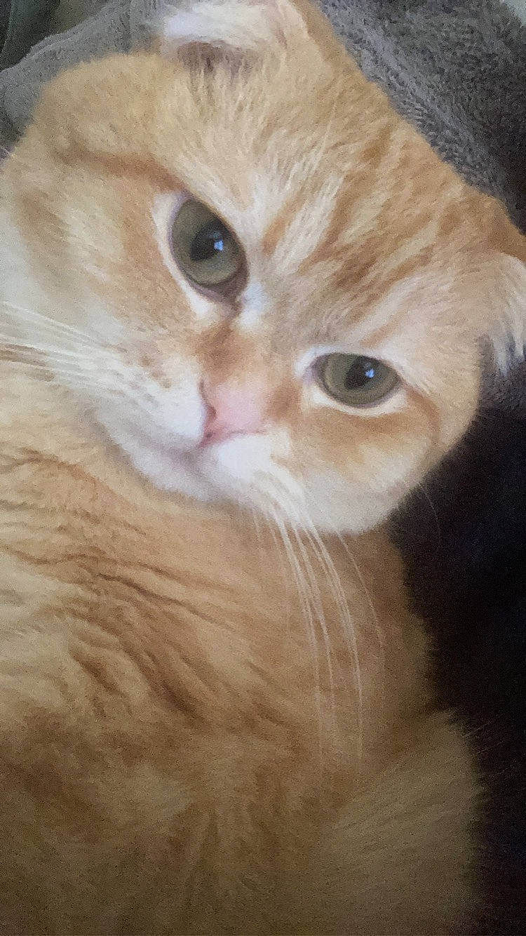 Peso joined the competition — help win amazing prizes! carnivore, cat, domestic_short_haired_cat, ear, fawn, felidae, fur, iris, small_to_medium_sized_cats, snout, whiskers