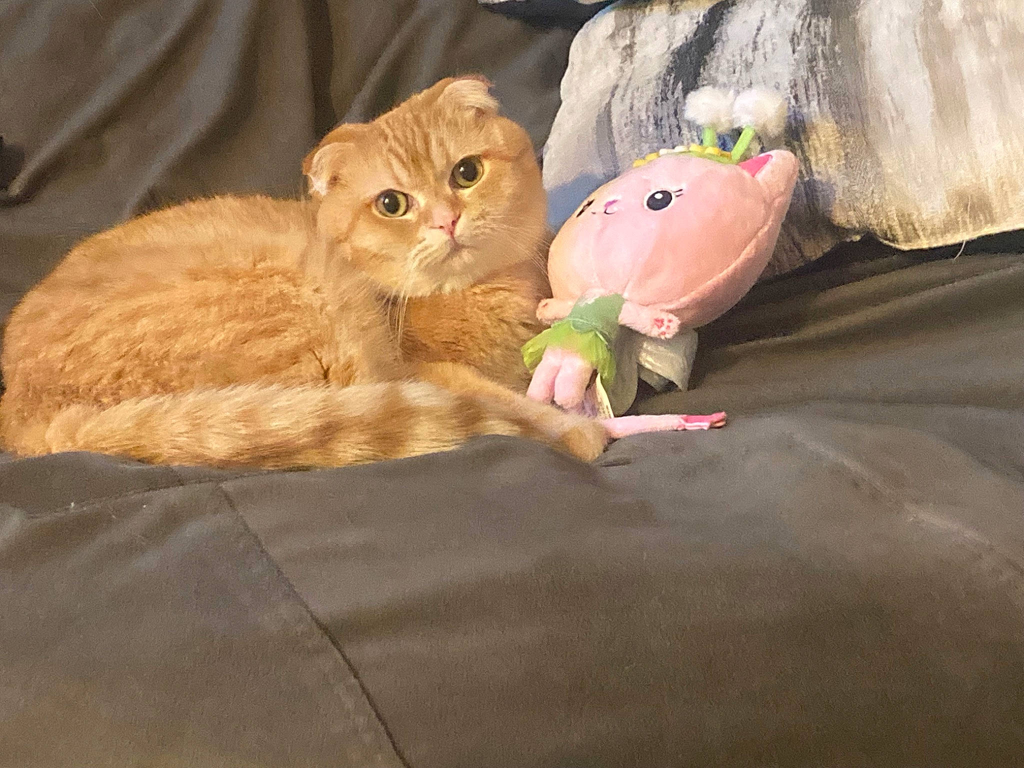 Peso is registered to the contest to win money with this photo: canidae, carnivore, cat, claw, comfort, domestic_short_haired_cat, eye, fawn, felidae, fur, nap, paw, plant, sitting, small_to_medium_sized_cats, snout, tail, toy, whiskers, wood