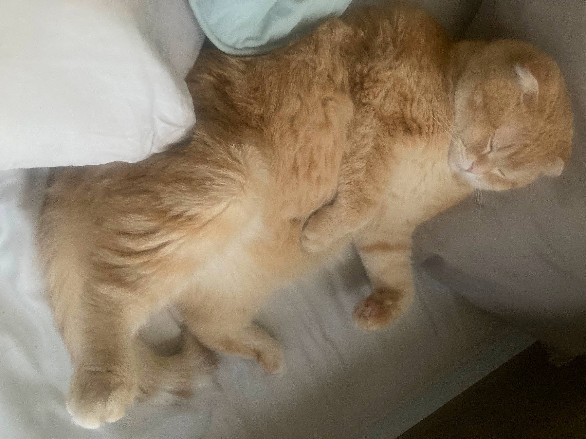 Peso is registered to the contest to win money with this photo: canidae, carnivore, cat, claw, comfort, companion_dog, dog_breed, domestic_short_haired_cat, ear, fang, fawn, felidae, fur, nap, paw, small_to_medium_sized_cats, sporting_group, tail, whiskers, wood