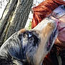 affection, animal, bond, canine, casual, close_up, dog, emotion, face, fur, glasses, human, licking, nature, outdoor, person, portrait, red_hair, sunlight, tree