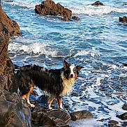 Jessy participe au concours pour gagner de l'argent avec cette photo : animal, beach, blue, canine, coast, curious, dog, foam, fur, landscape, nature, outdoor, pet, rock, rocks, sea, shore, water, wave, wet