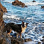 animal, beach, blue, canine, coast, curious, dog, foam, fur, landscape, nature, outdoor, pet, rock, rocks, sea, shore, water, wave, wet