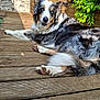 Jessy a rejoint le concours — aidez-le/la à gagner de superbes lots ! dog, australian_shepherd, heterochromia, blue_eye, brown_eye, laying_down, wooden_deck, sunlight, outdoor, greenery, plant, stone_wall, fur, pet, canine, relaxed, animal, nature, resting, portrait