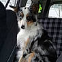 Jessy a rejoint le concours — aidez-le/la à gagner de superbes lots ! animal, backseat, blue_eyes, calm, canine, car_interior, companion, dog, domestic_animal, fur, indoor, looking, merle, pet, plaid, seat, sitting, transportation, vehicle, window