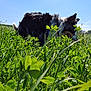 Jessy participe au concours pour gagner de l'argent avec cette photo : dog, grass, plants, outdoor, nature, greenery, sky, sunny, canine, field, animal, fur, daylight, meadow, flora, pet, summer, leaves, closeup, blue_sky