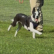 Annie joined the competition — help win amazing prizes! dog, black_and_white, grass, leash, harness, person, legs, fence, outdoor, playful, pet, canine, running, sunlight, happy, animal, greenery, movement, daytime, active