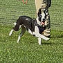 dog, black_and_white, grass, leash, harness, person, legs, fence, outdoor, playful, pet, canine, running, sunlight, happy, animal, greenery, movement, daytime, active