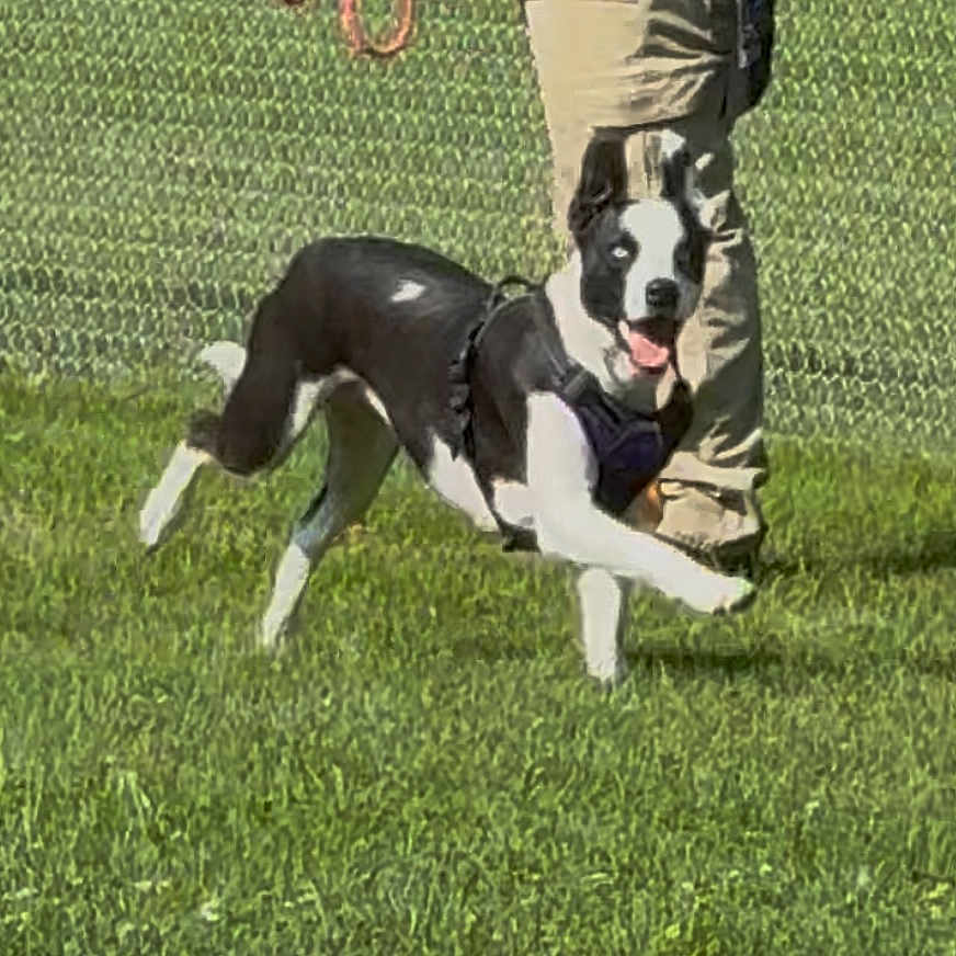 Annie joined the competition — help win amazing prizes! active, animal, black_and_white, canine, daytime, dog, fence, grass, greenery, happy, harness, leash, legs, movement, outdoor, person, pet, playful, running, sunlight