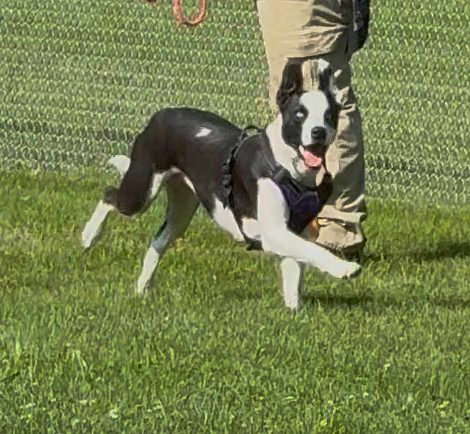Annie joined the competition — help win amazing prizes! dog, black_and_white, grass, leash, harness, person, legs, fence, outdoor, playful, pet, canine, running, sunlight, happy, animal, greenery, movement, daytime, active