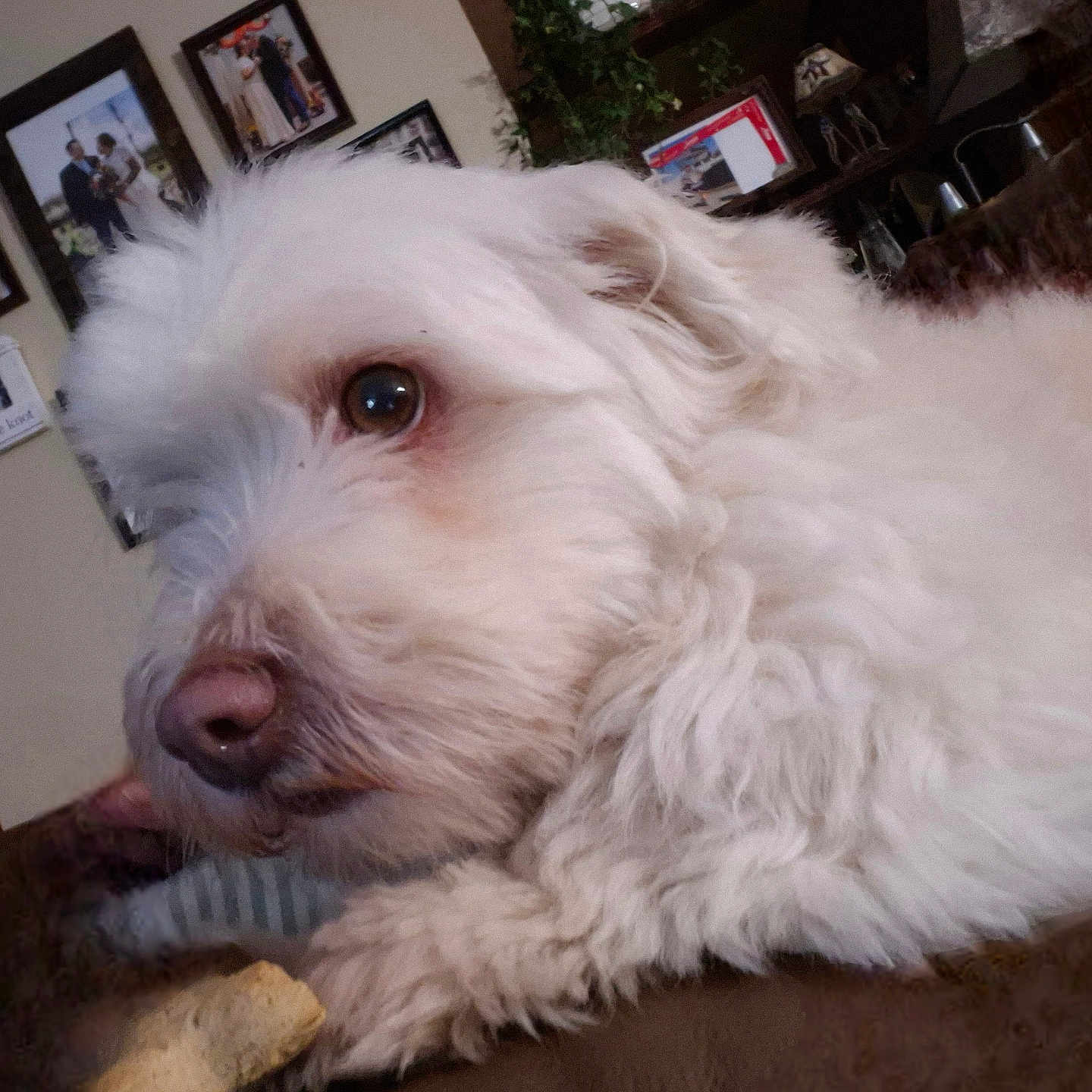 Leo is registered to the contest to win money with this photo: animal, background_photos, brown_surface, calm, close_up, cozy, cute, dog, domestic_animal, face, fluffy, fur, home, indoor, looking_away, pet, plant, portrait, resting, white_dog