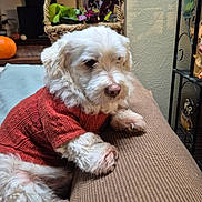 Leo joined the competition — help win amazing prizes! dog, white_dog, sweater, couch, indoor, pet, fluffy, basket, plant, cozy, furniture, paw, resting, brown, home, cute, animal, portrait, relaxed, companion