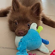 Ayden a rejoint le concours — aidez-le/la à gagner de superbes lots ! dog, puppy, brown_fur, fluffy, toy, plush_toy, chew_toy, pink_ring, tile_floor, indoor, close_up, nose, eyes, ears, lying_down, pet, playful, cute, portrait, floor