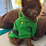 dog, puppy, pomeranian, brown_fur, green_hoodie, pet_clothing, cute, big_eyes, fluffy, indoor, portrait, close_up, paws, sitting, cozy, blanket, bokeh, soft_light, furniture, bedroom