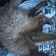 Ayden participe au concours pour gagner de l'argent avec cette photo : bedding, blanket, brown, cat, closeup, cozy, cushion, fluffy, fur, indoor, lying_on_back, patterned_fabric, paws, pillow, playful, portrait, relaxed, sleeping, teeth, yawning