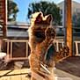 dog, puppy, paw, fur, window, glass, reflection, sunlight, backlight, bokeh, outdoor, deck, wood_floor, portrait, close_up, domestic_pet, playful, standing, ears, nose
