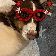 Romy participe au concours pour gagner de l'argent avec cette photo : accessories, animal, applique, bodypart, canine, clothing, cockerspaniel, dog, finger, glasses, hand, hat, hound, husky, papillon, pattern, pet, puppy, snout, strap