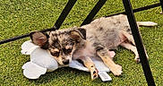 Bayana participe au concours pour gagner de l'argent avec cette photo : puppy, dog, sleeping, toy, plush, grass, outdoor, black_metal, chair, relaxing, nap, cute, small_dog, fur, animal, pet, resting, legs, daylight, peaceful