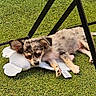 puppy, dog, sleeping, toy, plush, grass, outdoor, black_metal, chair, relaxing, nap, cute, small_dog, fur, animal, pet, resting, legs, daylight, peaceful