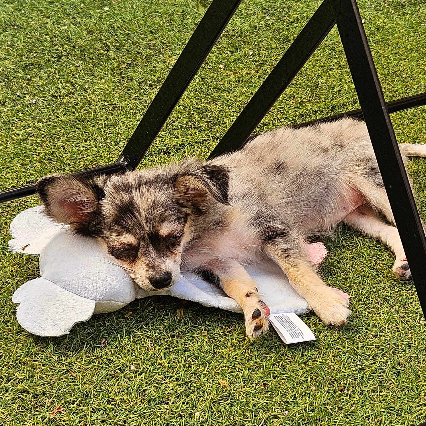Bayana participe au concours pour gagner de l'argent avec cette photo : puppy, dog, sleeping, toy, plush, grass, outdoor, black_metal, chair, relaxing, nap, cute, small_dog, fur, animal, pet, resting, legs, daylight, peaceful