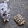 Bayana a rejoint le concours — aidez-le/la à gagner de superbes lots ! dog, tortoise, animal, pet, curious, outdoor, ground, texture, small_dog, chihuahua, fur, shell, reptile, companion, cute, looking_up, pattern, nature, friendship, closeup