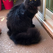 Bella is registered to the contest to win money with this photo: animal, balcony, black_cat, cat, curtain, domestic_animal, door, floor, fluffy, fur, glass_door, outdoor, pet, pink_flowers, plant_pot, potted_plant, sitting, texture, window, yellow_eyes