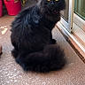 animal, balcony, black_cat, cat, curtain, domestic_animal, door, floor, fluffy, fur, glass_door, outdoor, pet, pink_flowers, plant_pot, potted_plant, sitting, texture, window, yellow_eyes