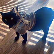 Bynx Spooky joined the competition — help win amazing prizes! animal, black_cat, cat, christmas, costume, cute, domestic_animal, feline, floor, holiday, indoor, pet, pet_bed, reindeer_costume, shadows, striped_shadows, sunlight, window, wooden_floor, yellow_eyes