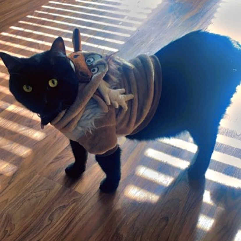 Bynx Spooky joined the competition — help win amazing prizes! animal, black_cat, cat, christmas, costume, cute, domestic_animal, feline, floor, holiday, indoor, pet, pet_bed, reindeer_costume, shadows, striped_shadows, sunlight, window, wooden_floor, yellow_eyes