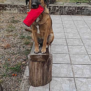 Stella participe au concours pour gagner de l'argent avec cette photo : dog, toy, wooden_stump, backyard, trampoline, ivy, grass, tile_floor, pet, animal, outdoor, playful, brown_dog, sitting, nature, fence, garden, red_toy, wood, canine
