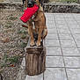 dog, toy, wooden_stump, backyard, trampoline, ivy, grass, tile_floor, pet, animal, outdoor, playful, brown_dog, sitting, nature, fence, garden, red_toy, wood, canine
