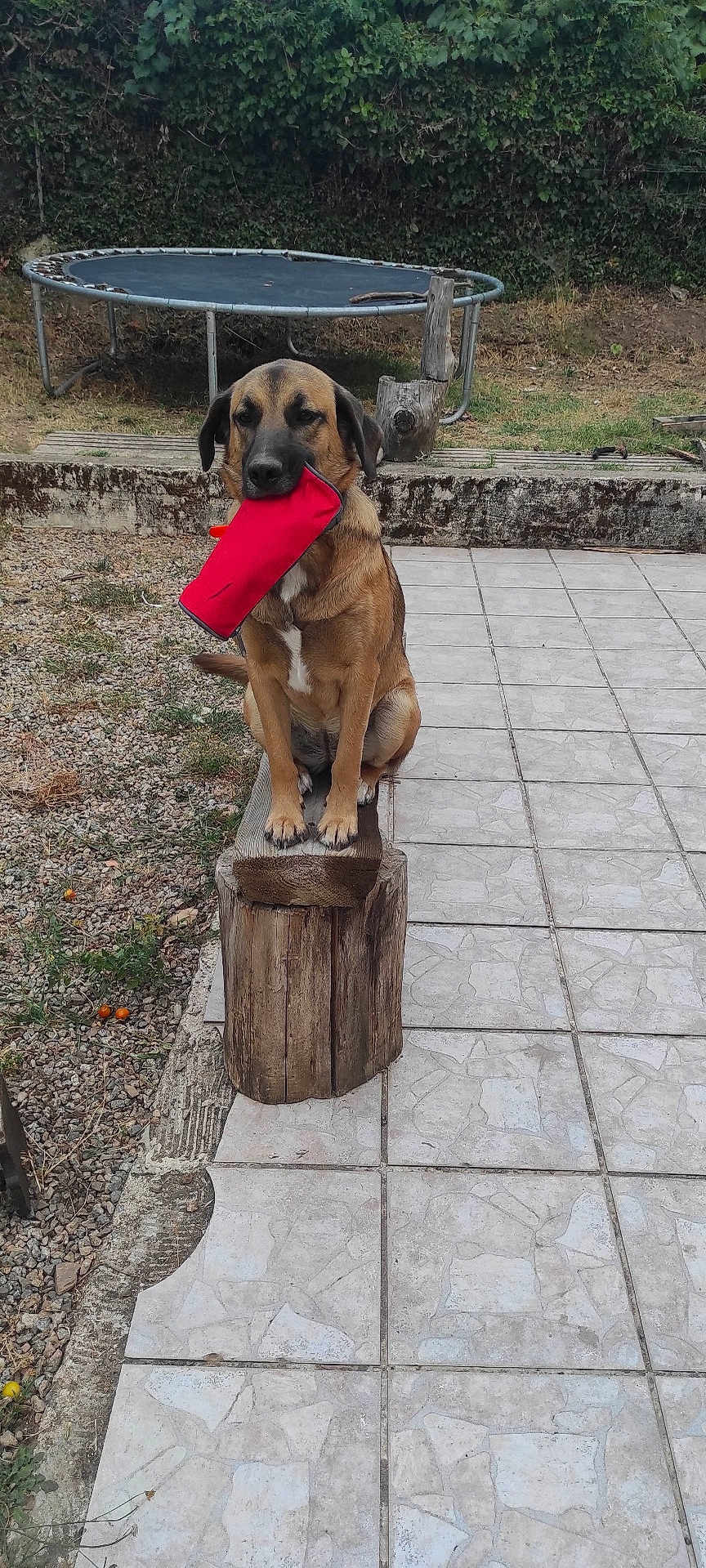 Stella