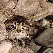 Kevin joined the competition — help win amazing prizes! kitten, cat, tabby, feline, pet, animal, fur, whiskers, ears, blanket, cozy, sleepy, cute, domestic, mammal, soft, resting, closeup, relaxed, indoor
