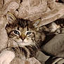 kitten, cat, tabby, feline, pet, animal, fur, whiskers, ears, blanket, cozy, sleepy, cute, domestic, mammal, soft, resting, closeup, relaxed, indoor