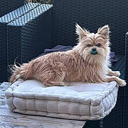 Tylou participe au concours pour gagner de l'argent avec cette photo : animal, companion, cushion, cute, dog, domestic_animal, ears, fluffy, fur, greenery, mouth, outdoor, pet, relaxed, resting, seat, small_dog, table, wicker_furniture, wooden_table