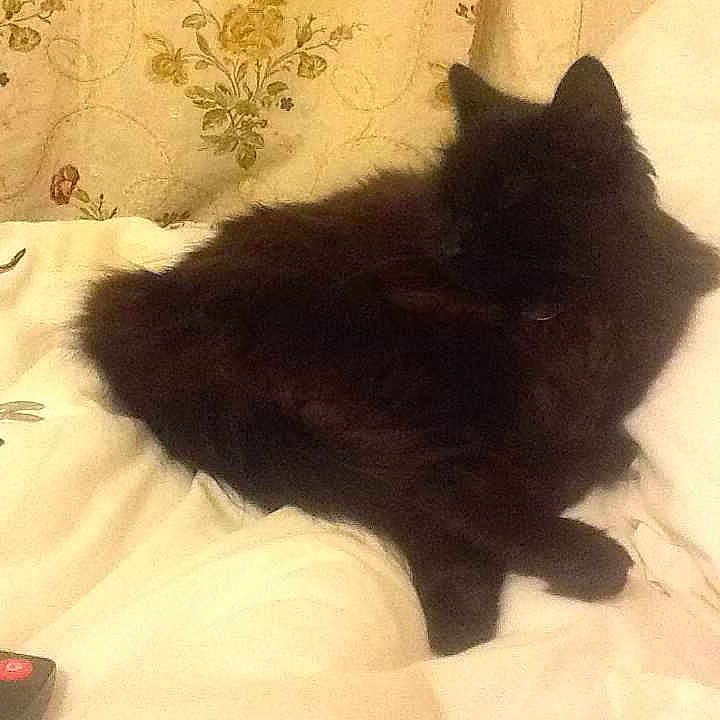 Princess is registered to the contest to win money with this photo: