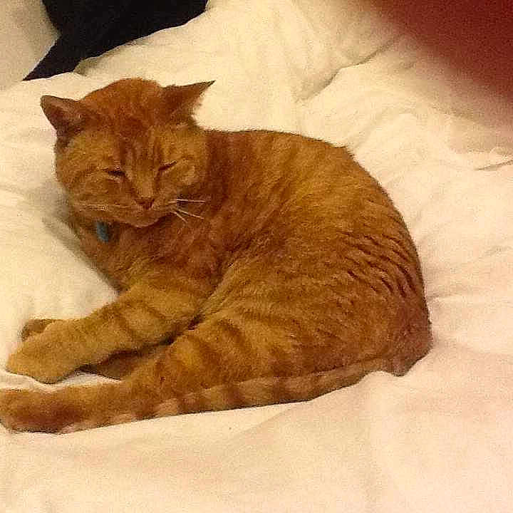 Mr Ginge