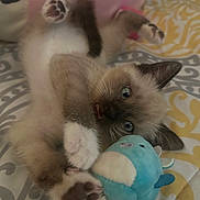 Simon is registered to the contest to win money with this photo: animal, bedspread, blue_eyes, cat, close_up, cozy, cute, feline, fur, indoor, kitten, paws, pet, playful, plush_toy, resting, siamese, soft_toy, whiskers, young_cat