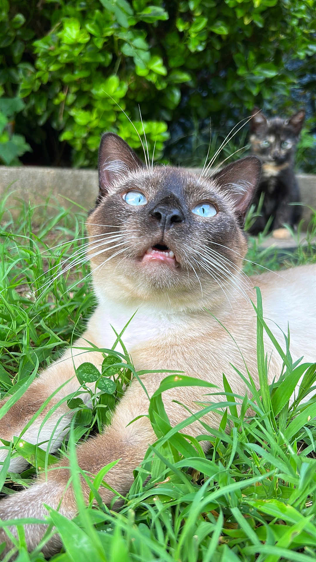 Simon