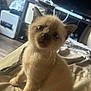 Simon is registered to the contest to win money with this photo: animal, bed, cat, cozy, curious, cute, domestic, ears, face, fluffy, furniture, indoor, kitten, paws, pet, room, soft, television, whiskers, young