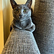 Tuco is registered to the contest to win money with this photo: cat, gray_cat, feline, green_eyes, pointed_ears, whiskers, indoor, portrait, close_up, sitting, paws, fur, serious_expression, sofa, couch, upholstery, home, furniture, warm_lighting, pet