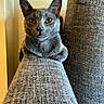 cat, gray_cat, feline, green_eyes, pointed_ears, whiskers, indoor, portrait, close_up, sitting, paws, fur, serious_expression, sofa, couch, upholstery, home, furniture, warm_lighting, pet