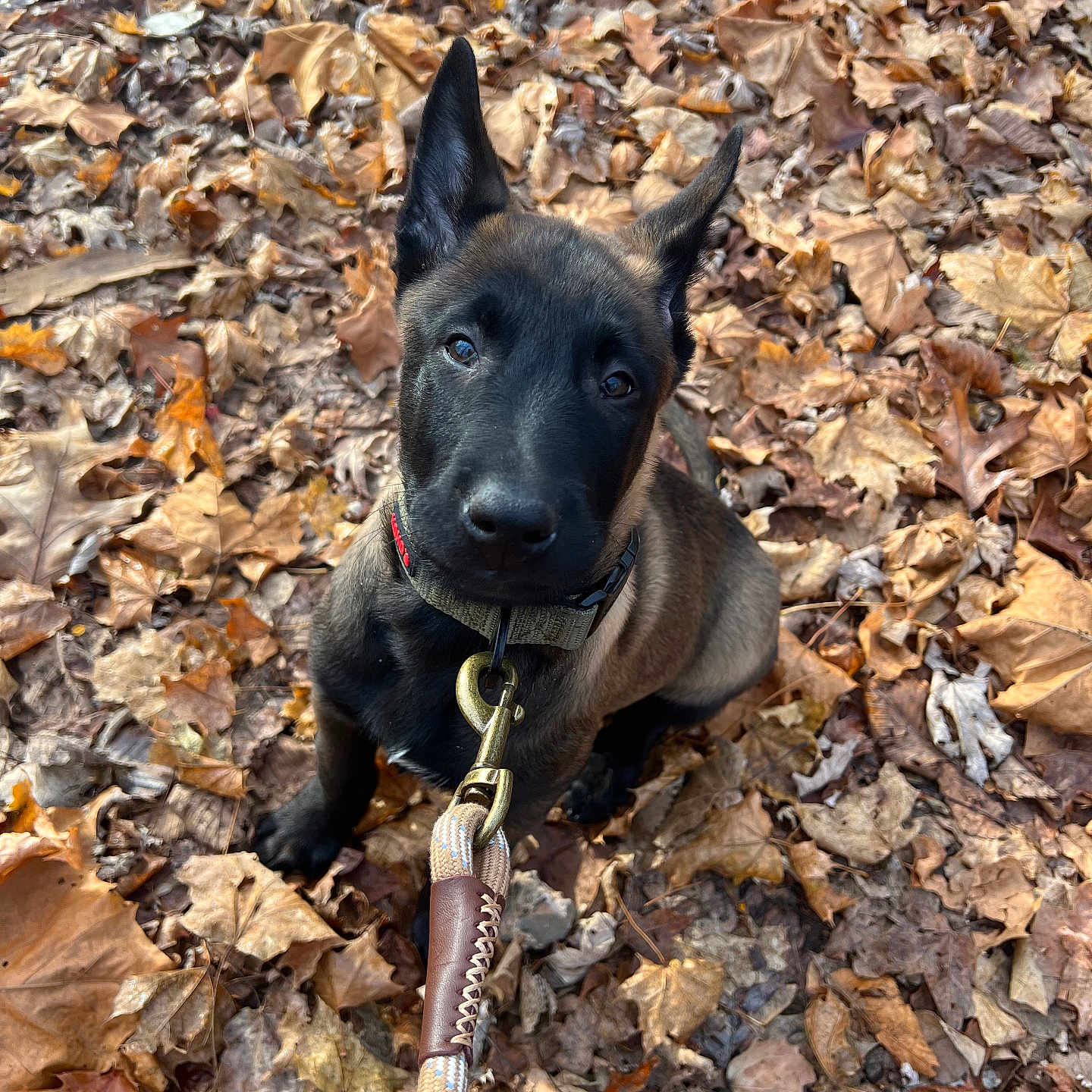 Maverick is registered to the contest to win money with this photo: accessories, animal, ball, canine, dog, germanshepherd, hound, leaf, leash, outdoors, pet, plant, puppy, rock, slate, soil, sport, strap, tree, wood