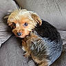 animal, black, brown, companion, couch, cozy, curled_up, cute, dog, domestic_animal, fur, indoor, looking_at_camera, pet, relaxing, resting, small_dog, soft_light, texture, yorkshire_terrier