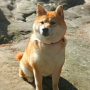 Jun participe au concours pour gagner de l'argent avec cette photo : dog, shiba_inu, canine, pet, sitting, outdoors, rocks, stone, nature, sunlight, collar, orange_fur, white_chest, pointed_ears, curled_tail, portrait, animal, park, shadow, serious_expression