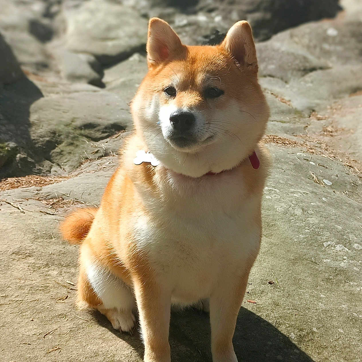 Jun participe au concours pour gagner de l'argent avec cette photo : dog, shiba_inu, canine, pet, sitting, outdoors, rocks, stone, nature, sunlight, collar, orange_fur, white_chest, pointed_ears, curled_tail, portrait, animal, park, shadow, serious_expression