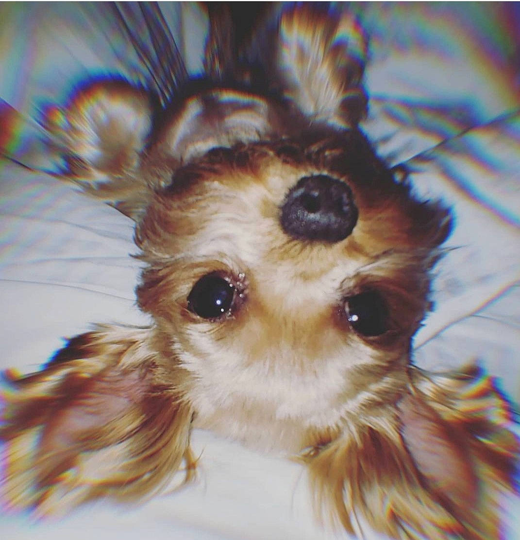 Harper joined the competition — help win amazing prizes! canidae, carnivore, close_up, companion_dog, dog, dog_breed, dog_supply, ear, eye, eyelash, fawn, fur, head, liver, snout, sporting_group, terrier, toy_dog, whiskers, working_animal